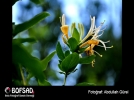 BOFSAD'da  g�n�n foto�raf�