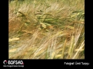 BOFSAD'da  g�n�n foto�raf�
