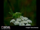 BOFSAD'da  g�n�n foto�raf�
