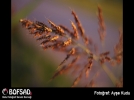 BOFSAD'da  g�n�n foto�raf�
