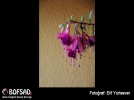 BOFSAD'da g�n�n foto�raf�