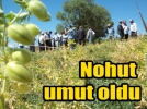 Bolu�nun yeni umudu; NOHUT