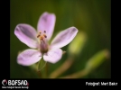 BOFSAD'da g�n�n foto�raf�