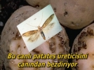 PATATES �RET�C�LER�NE G�VE UYARISI!