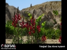 BOFSAD'da g�n�n foto�raf�