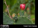 BOFSAD'da g�n�n foto�raf�