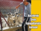 Ke�ilerini korumak i�in k�peklere yuva kurdu