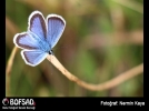 BOFSAD'da g�n�n foto�raf�