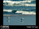 BOFSAD'da g�n�n foto�raf�