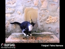 BOFSAD'da g�n�n foto�raf�