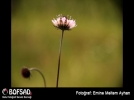 BOFSAD'da g�n�n foto�raf�