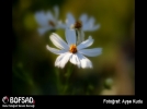 BOFSAD'da g�n�n foto�raf�
