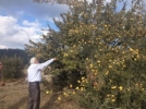 Mudurnu al��tan para kazanacak
