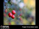 BOFSAD'da g�n�n foto�raf�