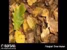 BOFSAD'da g�n�n foto�raf�