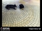 BOFSAD'da g�n�n foto�raf�
