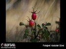 BOFSAD'da g�n�n foto�raf�