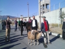 �BDA-C lideri i�in kurban kestiler
