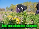 Kabak �ekirde�i �mit vaat etti
