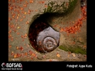 BOFSAD'da g�n�n foto�raf�