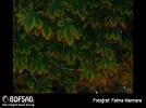 BOFSAD'da g�n�n foto�raf�