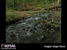 BOFSAD'da g�n�n foto�raf�