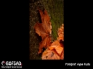 BOFSAD'da g�n�n foto�raf�
