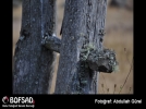 BOFSAD'da g�n�n foto�raf�