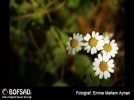 BOFSAD'da g�n�n foto�raf�