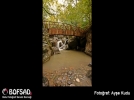 BOFSAD'da g�n�n foto�raf�
