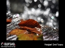 BOFSAD'da g�n�n foto�raf�