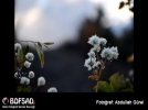 BOFSAD'da g�n�n foto�raf�