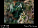 BOFSAD'da g�n�n foto�raf�