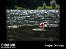 BOFSAD'da g�n�n foto�raf�