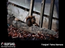 BOFSAD'da g�n�n foto�raf�