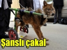 �ansl� �akala ortez tak�ld�