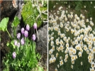 Alada�da endemik t�rler anlat�ld�