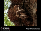 BOFSAD'da g�n�n foto�raf�
