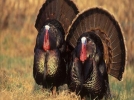 Hindi birincisi Bolu oldu