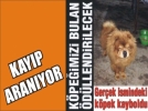 Kay�p k�pe�i bulana �d�l var