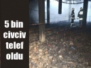 5 bin civciv yanarak telef oldu