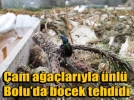 ​ �am a�a�lar�na b�cek tehdidi