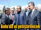 Bolu�da At��l�k Projesi
