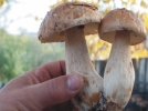 Mantar zehirlenmesi 3 ki�iyi hastanelik etti
