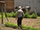 Kuduz pani�i s�r�yor!