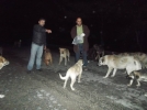 Tatilciler kedi k�pe�ini b�rak�yor