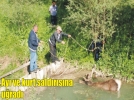 Geyik korumaya al�nd�