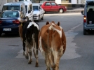 Bolu'nun il�esinde hayvanc�l�k tamamen yasakland�