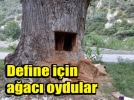 500 y�ll�k a�ac� define i�in bo�altt�lar