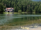 G�lc�k�� nil�ferler sard�